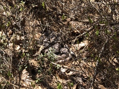 Pituophis melanoleucus melanoleucus