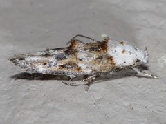 Mompha rufocristatella