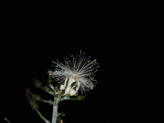 Pseudobombax grandiflorum