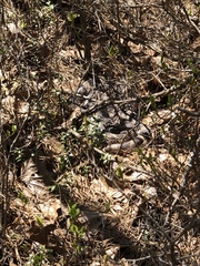 Pituophis melanoleucus melanoleucus