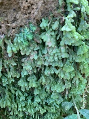 Pallavicinia
