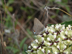 Satyrium favonius autolycus
