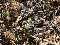 Pituophis melanoleucus melanoleucus
