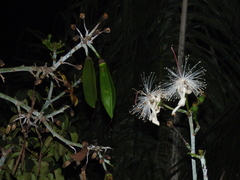 Pseudobombax grandiflorum
