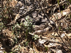 Pituophis melanoleucus melanoleucus