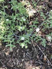 Pholistoma membranaceum