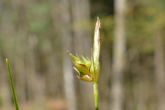 Carex tonsa tonsa