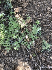 Pholistoma membranaceum