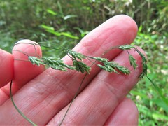 Poa autumnalis