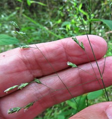 Poa autumnalis