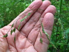 Poa autumnalis