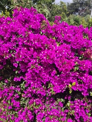 Bougainvillea