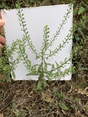 Lepidium austrinum