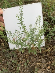 Lepidium austrinum