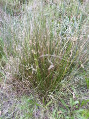 Juncus gregiflorus