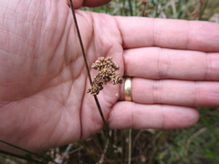 Juncus gregiflorus