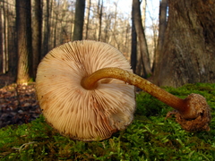 Pluteus umbrosus