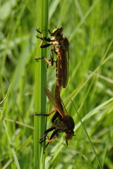 Cophinopoda