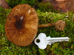 Pluteus umbrosus