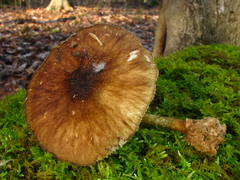 Pluteus umbrosus