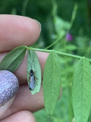 Diplazon laetatorius