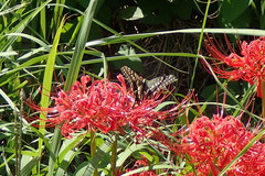 Papilio machaon hippocrates