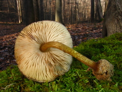 Pluteus umbrosus