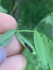 Diplazon laetatorius