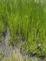 Eleocharis ochrostachys