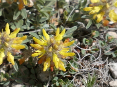 Dalea jamesii