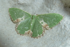 Comibaena bajularia