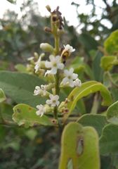 Citharexylum ellipticum