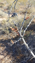 Fouquieria macdougalii