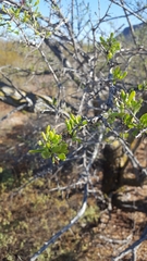 Fouquieria macdougalii