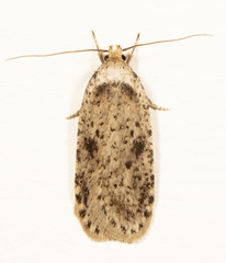 Agonopterix canadensis