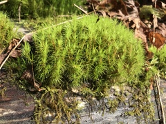 Dicranum howellii