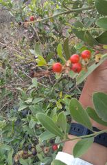 Citharexylum ellipticum