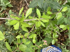 Sideroxylon celastrinum