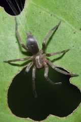 Hypodrassodes maoricus