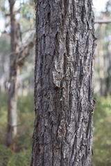 Eucalyptus goniocalyx laxa