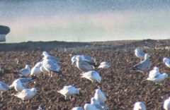 Larus glaucoides thayeri