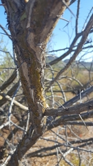 Fouquieria macdougalii