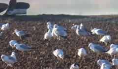 Larus glaucoides thayeri