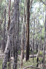 Eucalyptus goniocalyx laxa