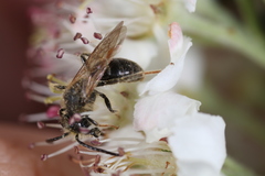 Andrena banksi