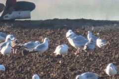 Larus glaucoides thayeri