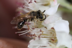 Andrena banksi