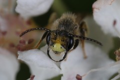 Andrena banksi