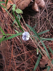 Vicia humilis
