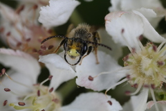 Andrena banksi